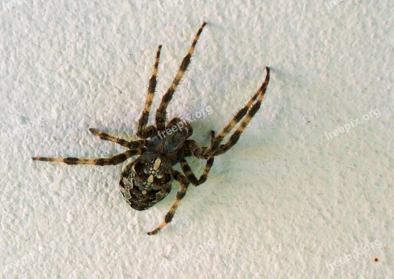 Spider Araneus Close Up Nature Animal