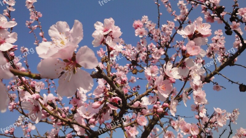 Almond Tree Pink Bloom Flowers Free Photos