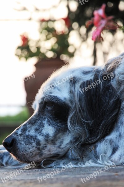 Dog Setter Muzzle Sadness Melancholy