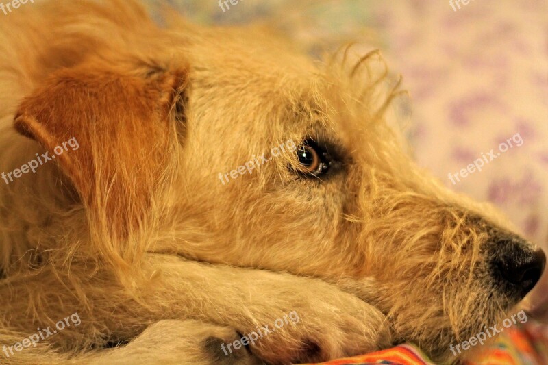 Dog Muzzle Blonde Eyes Animals