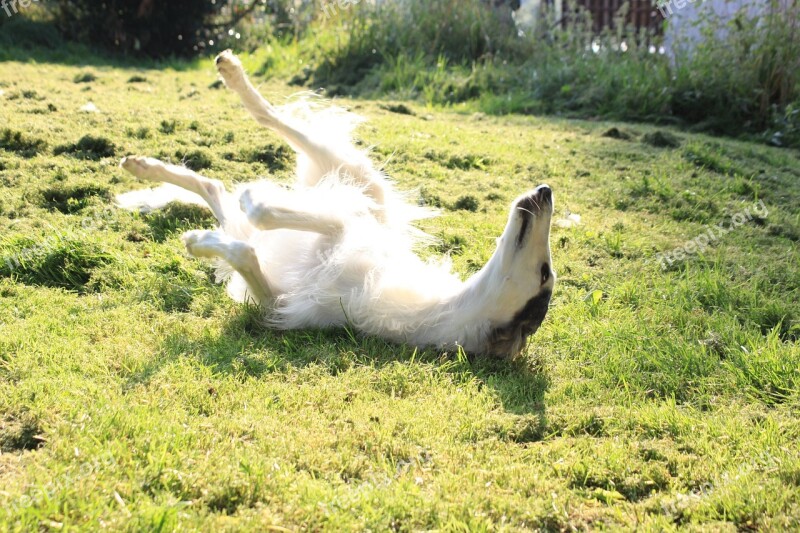 Dog Greyhound Borzoi Sun Free Photos