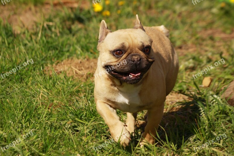 Dog Bulldog From The Fichtelgebirge Court Free Photos