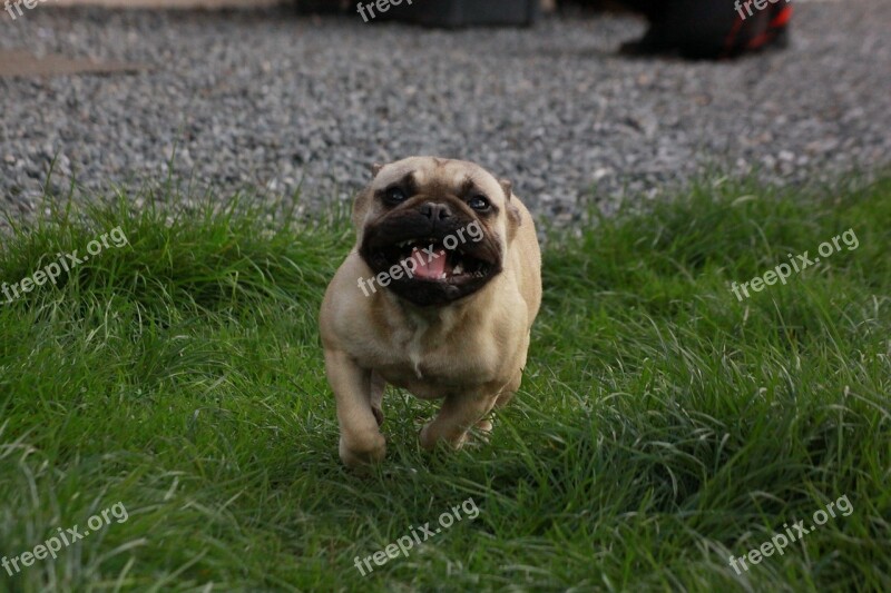 Dog Bulldog From The Fichtelgebirge Court Free Photos