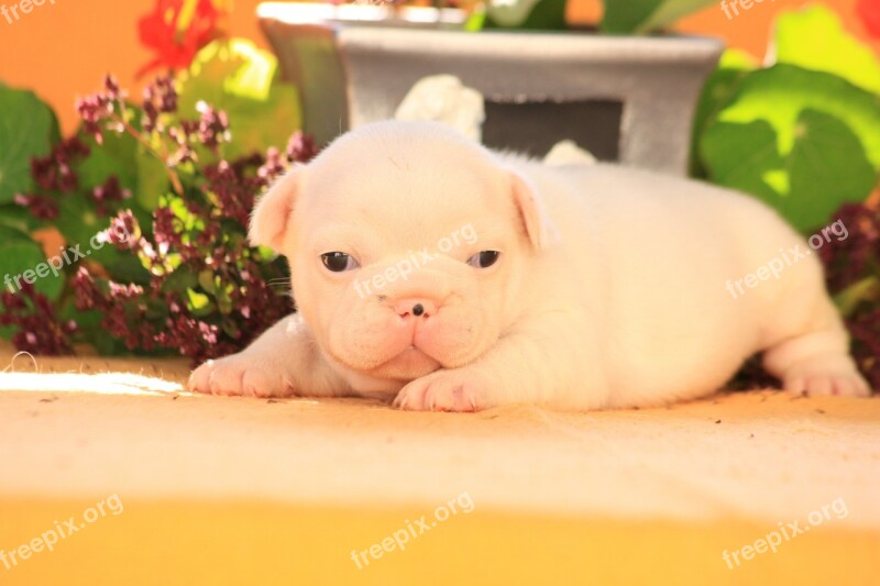 Puppy Dog Bulldog From The Fichtelgebirge Court Free Photos