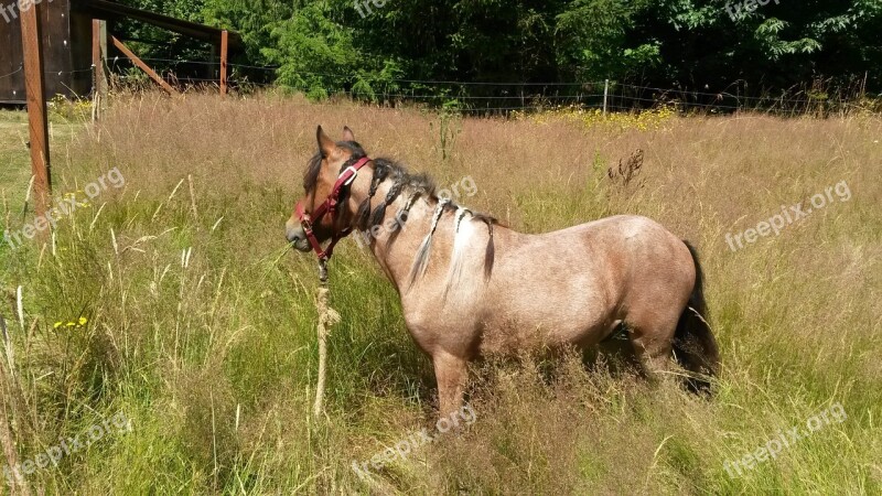 Pony Field Grass Free Photos