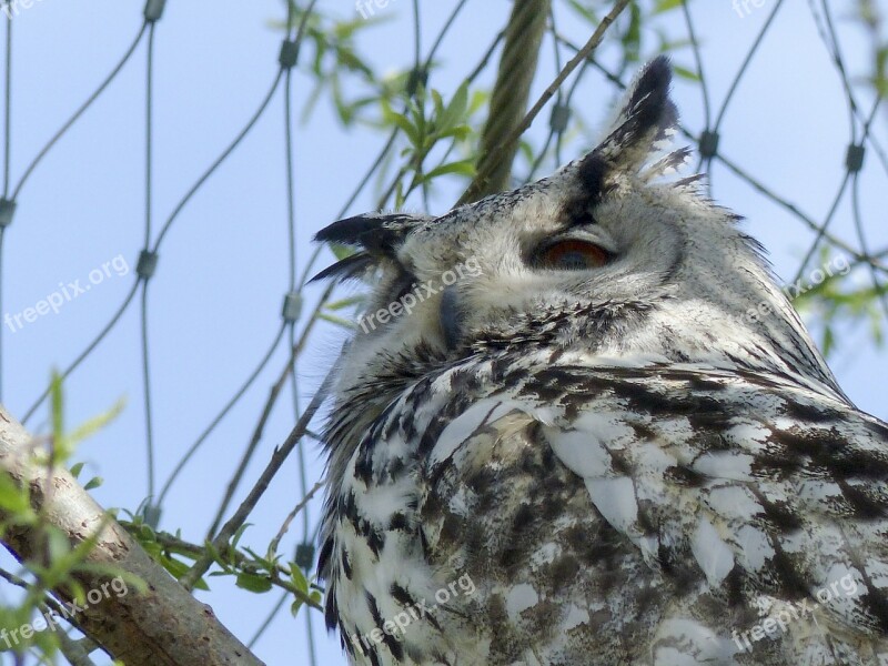 Siberian White Black Owl Feathered