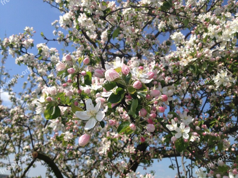 Tree Flowers Apple Tree Spring Pink