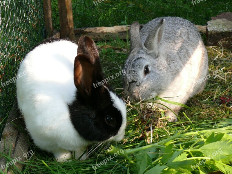 Rabbit Dwarf Rabbit Pet Animal Cute