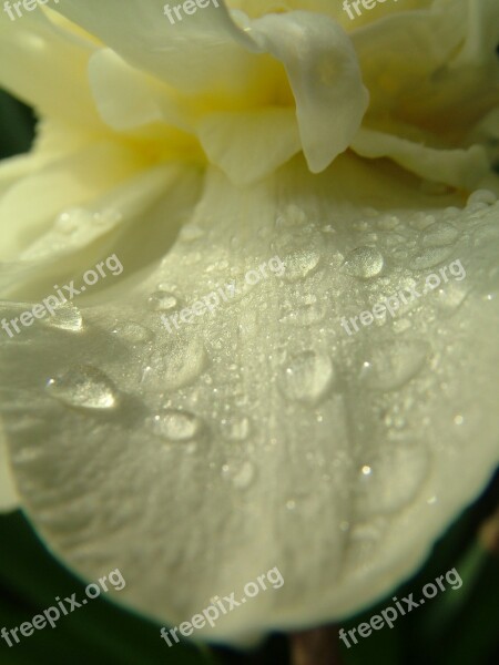 Flower Water Drops Nature Green