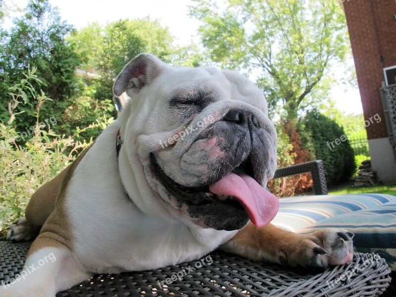 Dog Summer Bulldog Animal Language