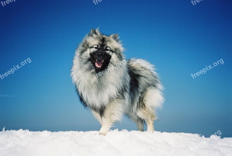 Dog Canine Spitz Portrait Furry