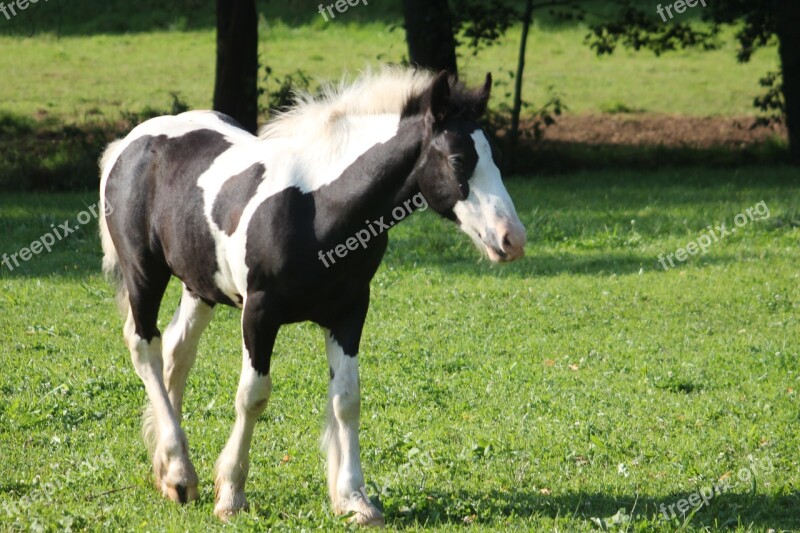 Foal Pasture Young Animal Curious Mammal