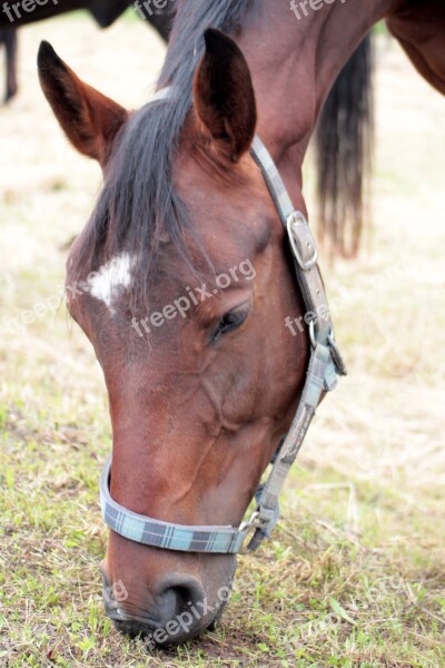 Horse Head Portrait Animal Portrait Mammal