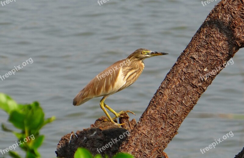 Pond Heron Bird Avian Heron Water