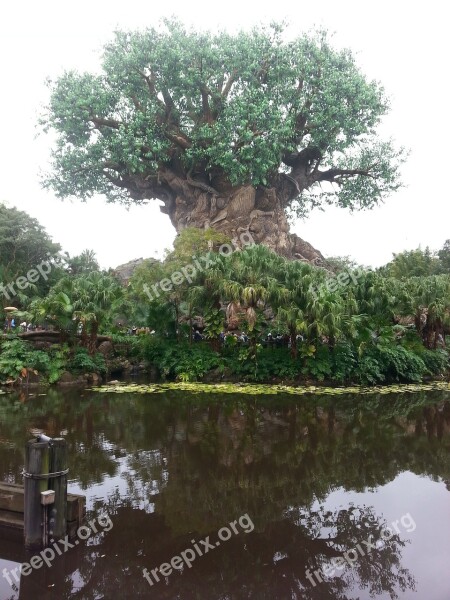 Tree Tree Of Life Disney Nature Green