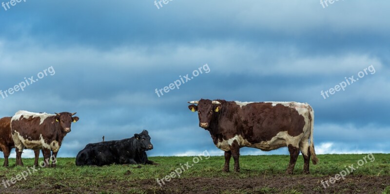 Cows Farm Cow Animals Cattle