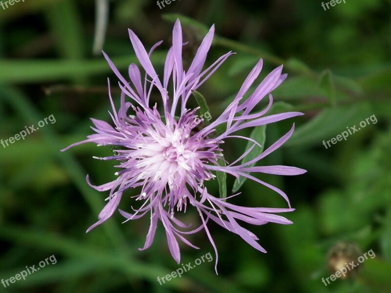 Meadow Purple Flower Blossom Bloom