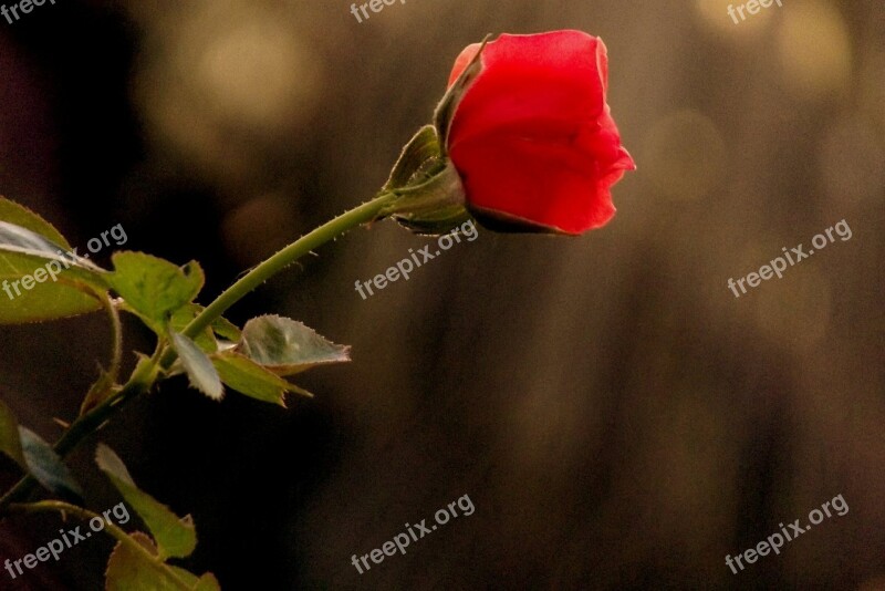 Rose Red Flower Nature Blossom