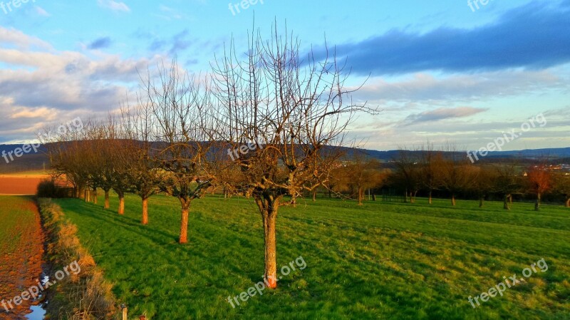 Field Forest Sky Horizon Tree