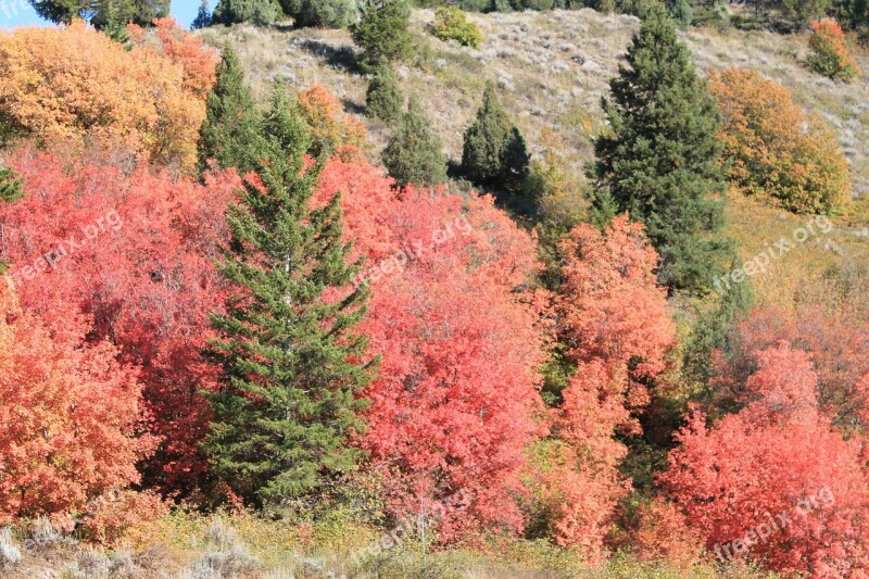 Fall Montana Usa Nature Free Photos