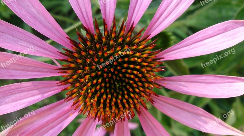 Flower Plant Nature Huge Flower Beauty