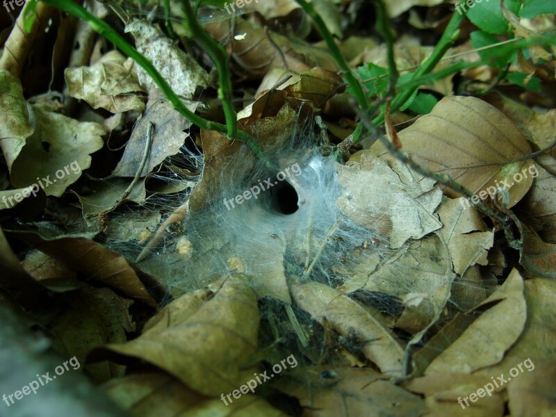 Forest Cobweb Foliage Forest Litter Macro