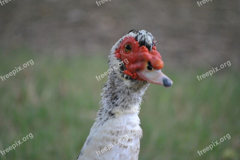 Duck White Animal Bird Beak