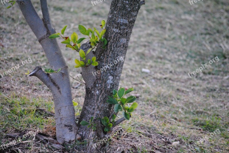 Tree Branch Ground Nature Season