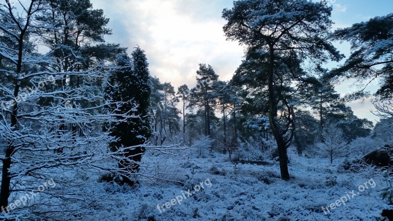 Forest Snow Snow Landscape Holland Trees