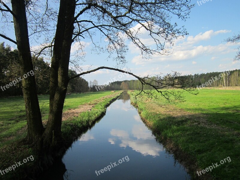 Tree Nature Forests Green Water