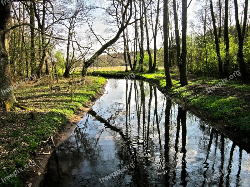 Tree Nature Forests Water Foliage