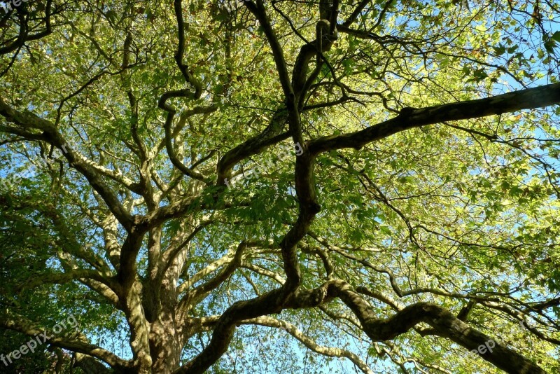 Tree Foliage Branches Dappled Summer