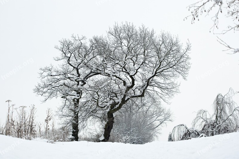 Winter Snow Tree Wintry Crown