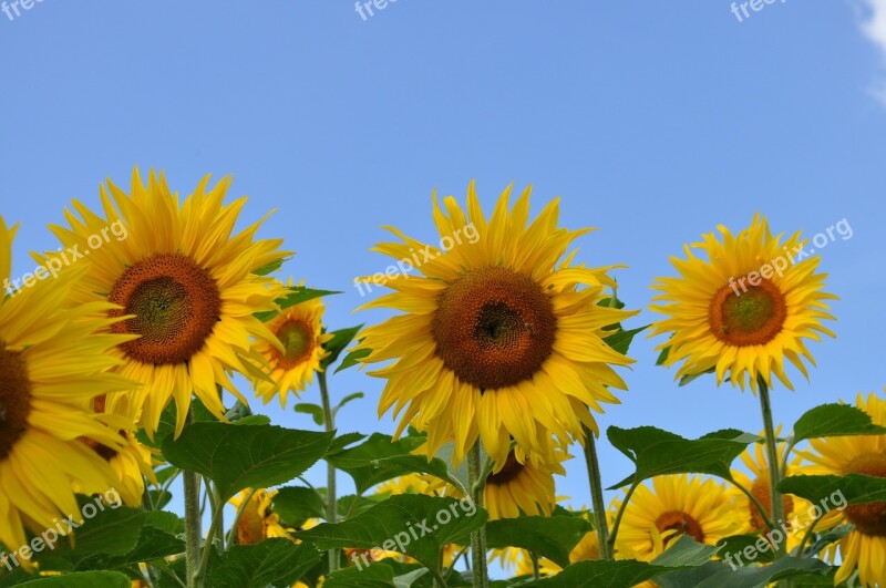 Sunflower Bee Nature Yellow Plant