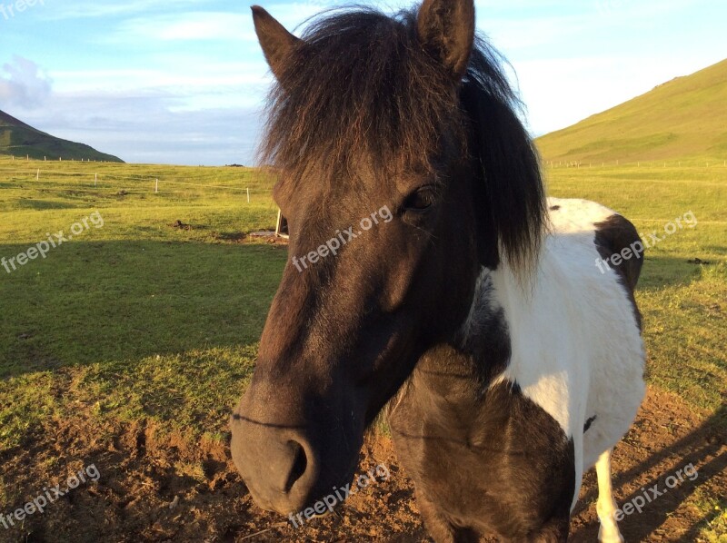 Horse Nature Animal Outdoors Riding