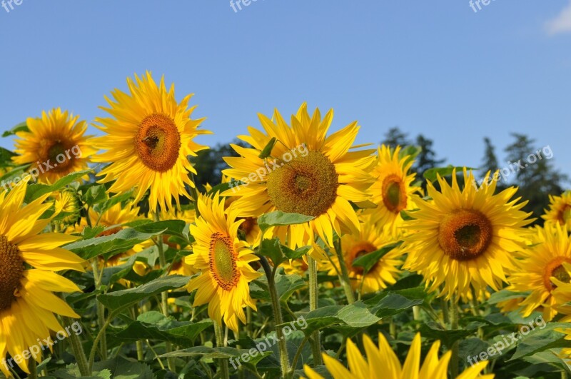 Sunflower Bee Nature Yellow Plant