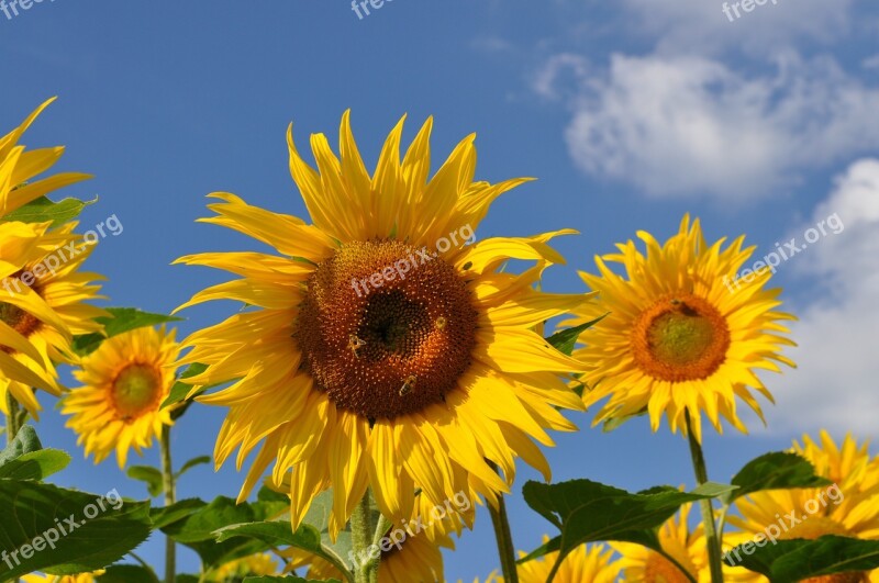 Sunflower Bee Nature Yellow Plant