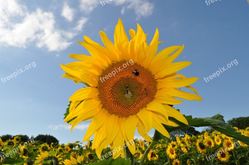 Sunflower Bee Nature Yellow Plant