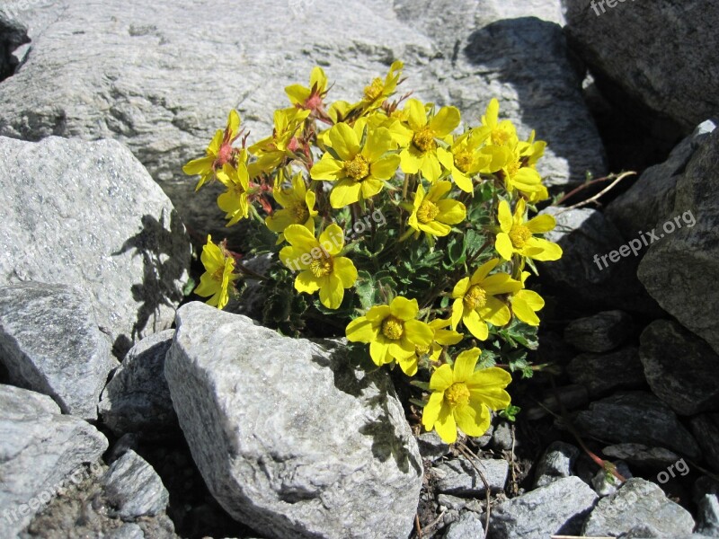 Rock Yellow Flowers Mountain Spring