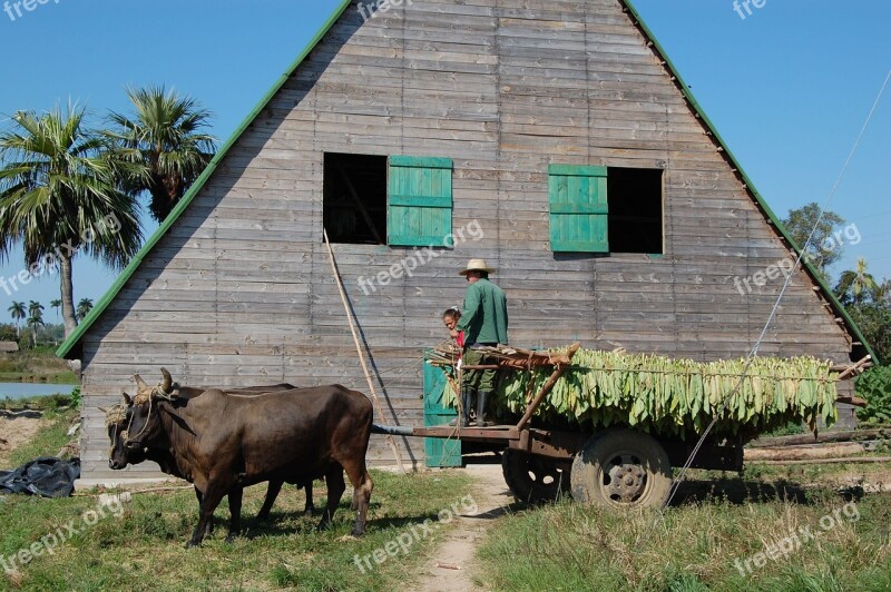 Cuba Tobacco Castro Free Photos