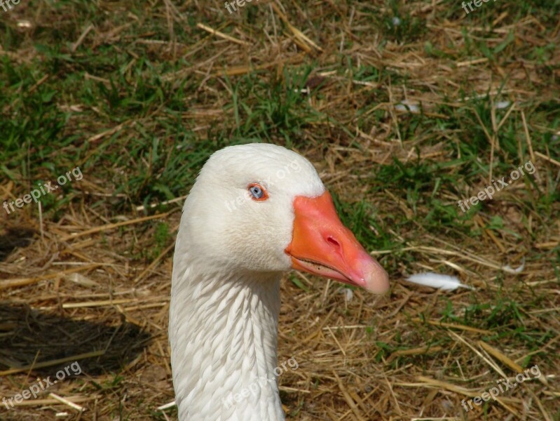 Animal Bird Bianca Biped Nature