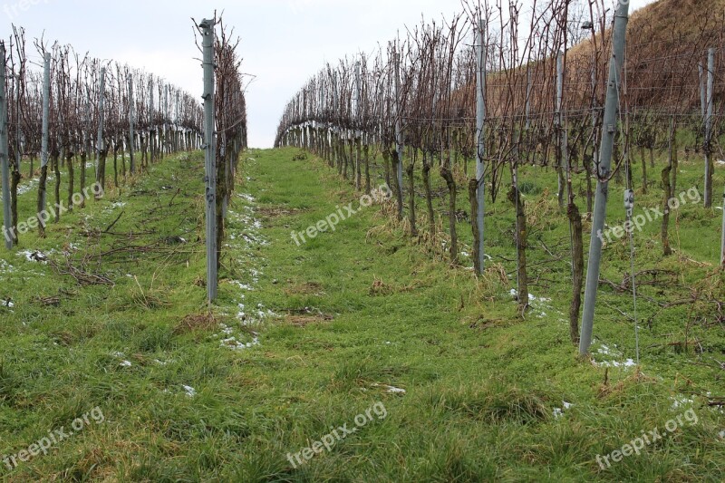 Vine Vineyard Winegrowing Vines Wine