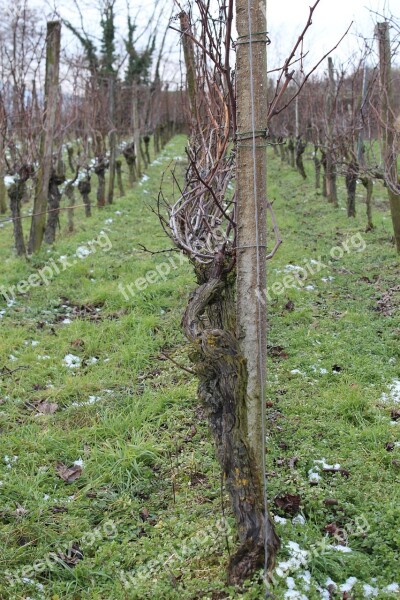 Vines Vine Winegrowing Vineyard Wine