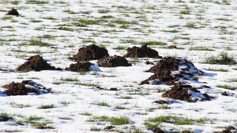 Winter Snow Molehill Snowy Cold