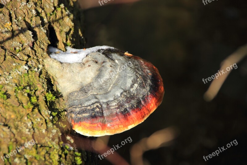 Tree Fungus Mushroom Tree Forest Nature