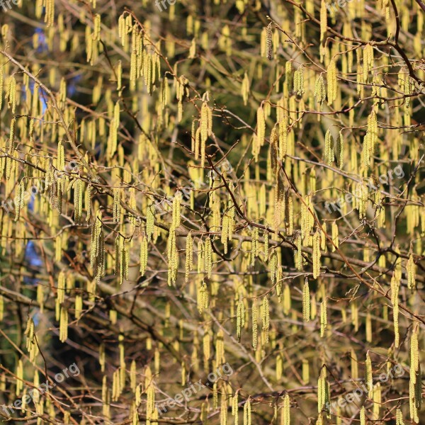 Flowers Birch Forest Nature Free Photos