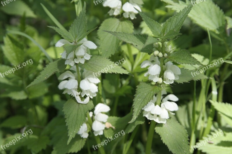 Stinging Nettle Flower Plant Nature Spring