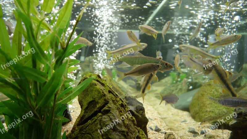 Fish Tank Fish Aquarium Tropical Fish Free Photos