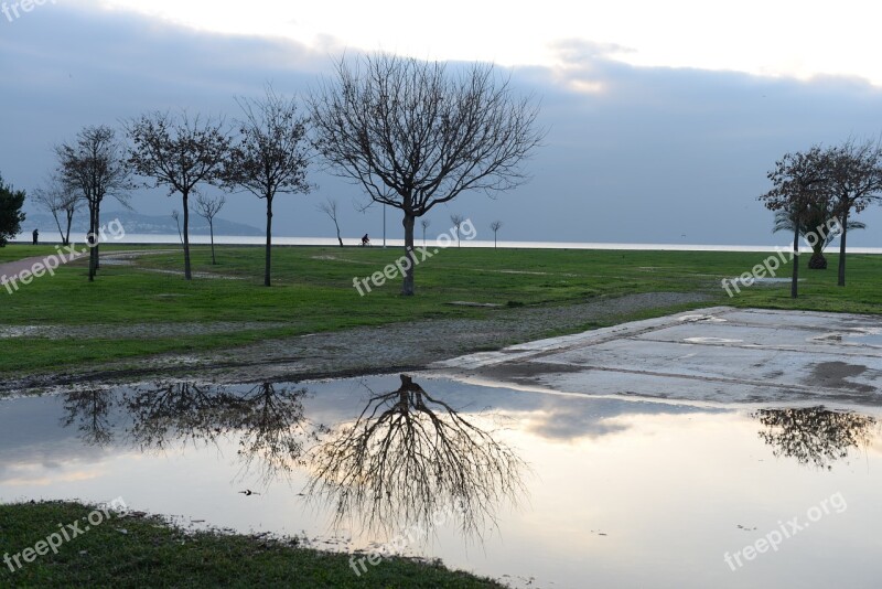 Reflection Suadiye Caddebostan Istanbul Tree