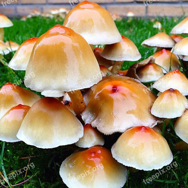 Mushrooms Rainy Weather Autumn Water Rain